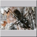 Dipogon subintermedius - Wegwespe 09c 6mm Sandgrube Niedringhaussee det.jpg